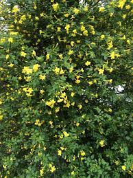 Jasminum Humile Sunshine Xera Plants Plants Types Of Plants Hedges