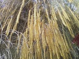 Image result for Casuarina verticillata