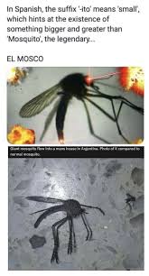 Alibaba.com offers 1,635 giant mosquito products. Welcome To 2021 In Spanish The Suffix Ito Means Small Which Hints At The Existence Of Something Bigger And Greater Than Mosquito The Legendary El Mosco Giant Mosquito Flew Into A Mans