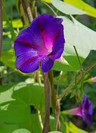 Check spelling or type a new query. Five Flowering Vines That Provide Fast Cover Carolina Country