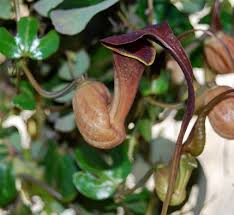 Image result for Aristolochia triactina