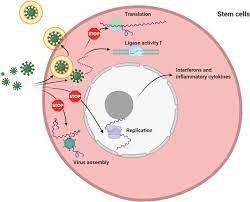 With the help of cheats and solutions that you will find on this site, you can go through each crossword. Does The Global Outbreak Of Covid 19 Or Other Viral Diseases Threaten The Stem Cell Reservoir Inside The Body Springerlink