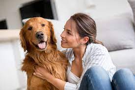 Pets offered by humane societies and shelters, owners and breeders locally in canada. Different Types Of Golden Retriever And Color Variations