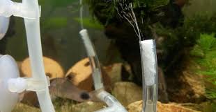 Sebelum memasuki tahap pembuatan, kamu harus terlebih dahulu membuat persiapan yang matang mengingat aquascape memerlukan demikian cara membuat aquascape sederhana untuk pemula yang bisa diterapkan di rumah. Cara Membuat Co2 Diy Untuk Aquascape