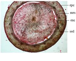 Image result for Embelia ruminata