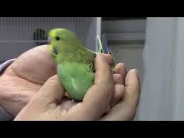 Muhabbet Kusu Yavrulari Nasil Beslenir Budgie Bayy Youtube