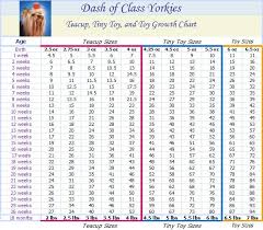 Dash Of Class Yorkies Yorkie Growth Chart Yorkie Yorkie