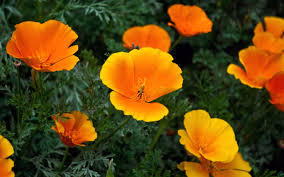Flower Desktop Backgrounds Wallpaper Diana Young 2560x1600 Hd Flowers Poppy Wallpaper Orange Flowers