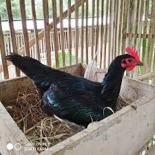 Ayam pama ninja pengiriman tujuan pati jawa tengah. 5 Ciri Ciri Ayam Pama Terbaik Untuk Breeding Laga