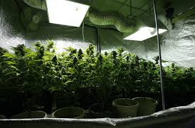 You can use the straps on the top of your tent that come pre installed with most tents. How To Grow Marijuana Indoors With Plant Grow Light Vanq Led