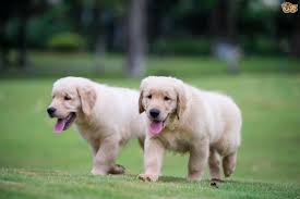 If you have a dog that is always healthy it can be just a little amount per year. Golden Retriever Dog Breed Facts Highlights Buying Advice Pets4homes