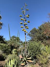 Image result for Agave