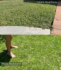 Image result for Phyla nodiflora