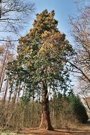 Ein baum, der fällt, macht mehr lärm, als ein wald, der wächst. Frohlich Wege Zu Alten Baumen Sachsen Anhalt Nr 34 Mammutbaum Bei Ivenrode Ostdeutsches Baumarchiv