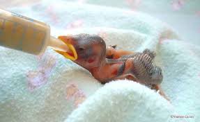 Baby Bird Identification Gallery