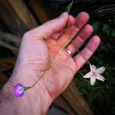 Apr 03, 2021 · this flower has lots of petals, and they are all so different from one another. This Single Stem Has Two Very Different Flowers Can Anyone Explain Botany