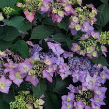 Proven winners® colorchoice® let's dance cancan™ hydrangea (hydrangea serrata) tag. Let S Dance Can Do Hydrangea Garden Crossings