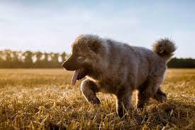 20 Amazing Facts About The Russian Bear Dog