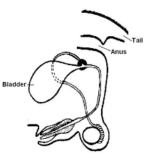 That gametes are haploid cells. The Anatomy And Physiology Of Animals Test Yourselves The Reproductive System Test Yourself Wikieducator