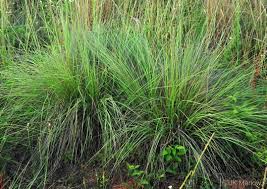 Image result for Eragrostis pusilla
