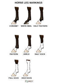 Markings On Horse