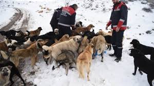 Ankara Buyuksehir Belediyesi Sokak Hayvanlari Icin Calistay Duzenleyecek Gercek Gundem