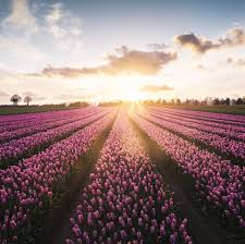 We did not find results for: Flower Fields Near Me The Best Uk Locations To See Flowers