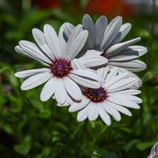 Image result for paprskovka obrázek