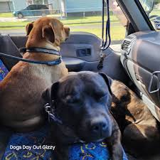 DOGS DAY OUT GIZZY added a new photo...