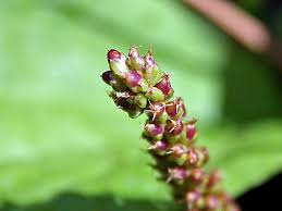 Image result for Plantago palmata