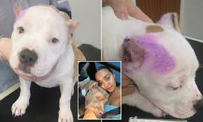 Ear cropping is where they remove a portion of the dogs natural ears and then teach them to stand erect so it creates a well defined polished look to the dog. Dog Breeder Is Fined 1 000 After Puppy Was Found With His Ears Cropped Daily Mail Online