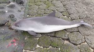 De bruinvis is de kleinste walvisachtige in de noordzee, maar hij is ook te vinden in zoet of brak water van baaien en riviermondingen. Bruinvis Colijnsplaat Zeezoogdieren Org