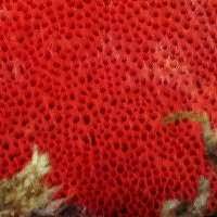 Image result for Pycnobotrya