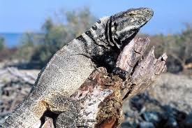 Image result for Cordia torrei