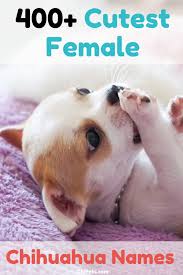 Japanese names can vary wildly, depending on the kanji character combinations used. Over 400 Of The Cutest Female Chihuahua Names Chi Pets