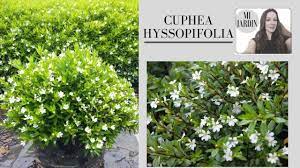 Vs zorro de la planta en iguala guerrero 1 de marzo 2015 Cuphea Hyssopifolia Youtube