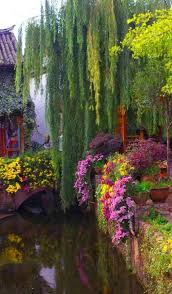 Weeping Willow Bridge Yunnan China Beautiful Gardens Garden Plants