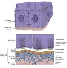It acts like the bedsheet on your bed. 8 Basic Tissue Pocket Dentistry