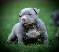 The American Bully Studs Of Venomline In 2020 American Bully Puppies American Bully Pocket