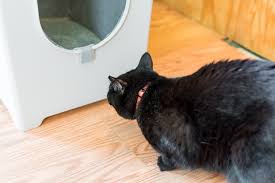 This design also helps to contain litter inside of the box, allowing you to spend less time sweeping around the litter box. The Best Cat Litter Boxes For 2021 Reviews By Wirecutter