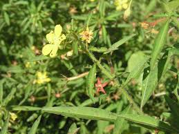 Image result for Ludwigia leptocarpa