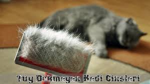 Tuy Dokmeyen Kedi Turleri Canlilar Net