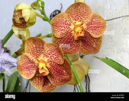 Image result for Bulbophyllum comatum