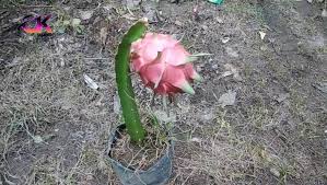 Agar tanaman buah dalam pot cepat berbuah kelebihan menanam pohon keuntungan pepohonan memang sudah kita ketahui bersama untuk kehidupan kita. Cara Menanam Buah Naga Agar Cepat Berbuah Untuk Pemula