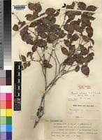 Image result for Warneckea sansibarica