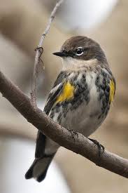 Small Birds With Yellow Feathers Pin On Birds
