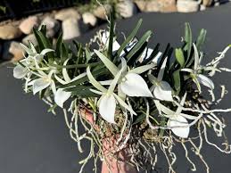 Image result for Microcoelia stolzii