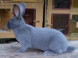 Image result for moravsky modry kralik