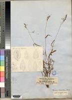 Image result for Panicum hochstetteri
