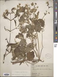 Image result for Clematis hirsuta